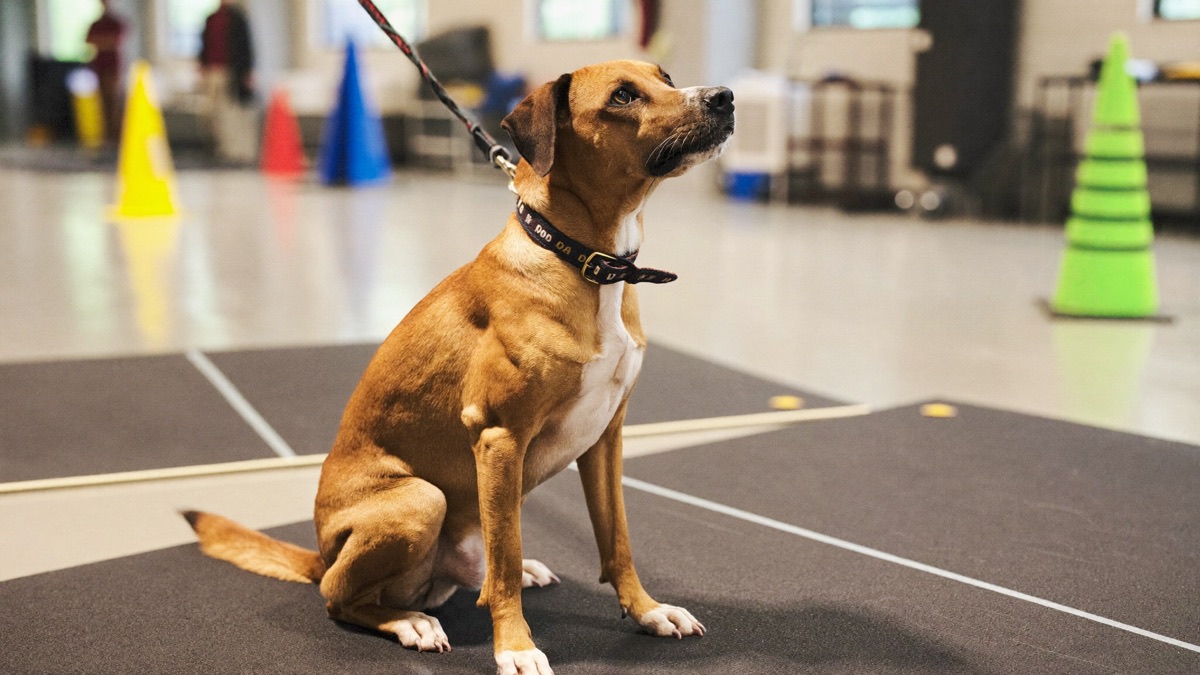 Dog Training Classes in Singapore: Group vs Private, ACDT and Prices