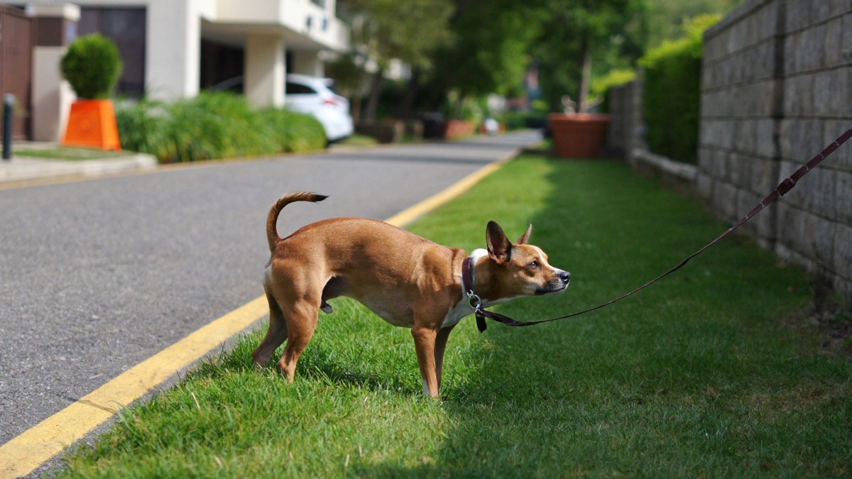 Dog UTI Symptoms: The Signs Owners Miss