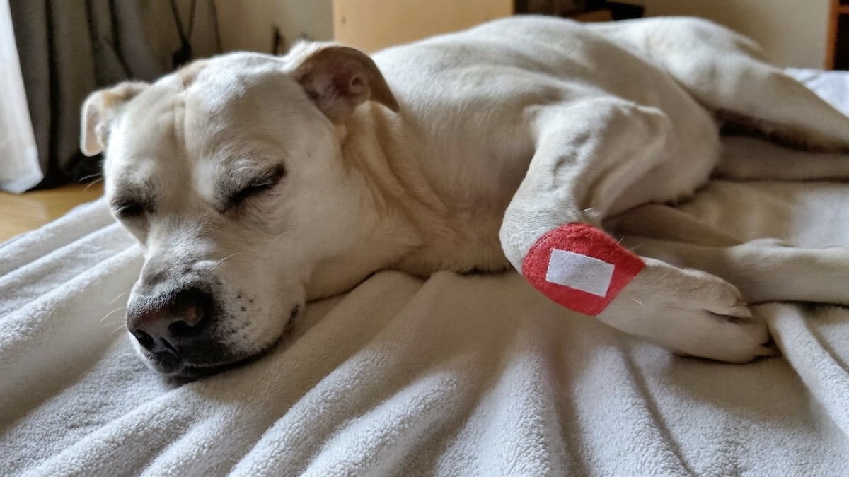 Dog Wound Care: What to Clean at Home and What Needs Stitches
