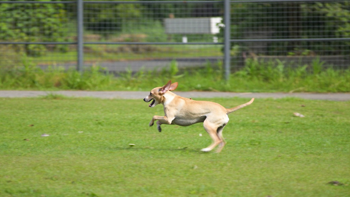 Dog Zoomies: Why Dogs Suddenly Sprint in Circles (FRAPs)