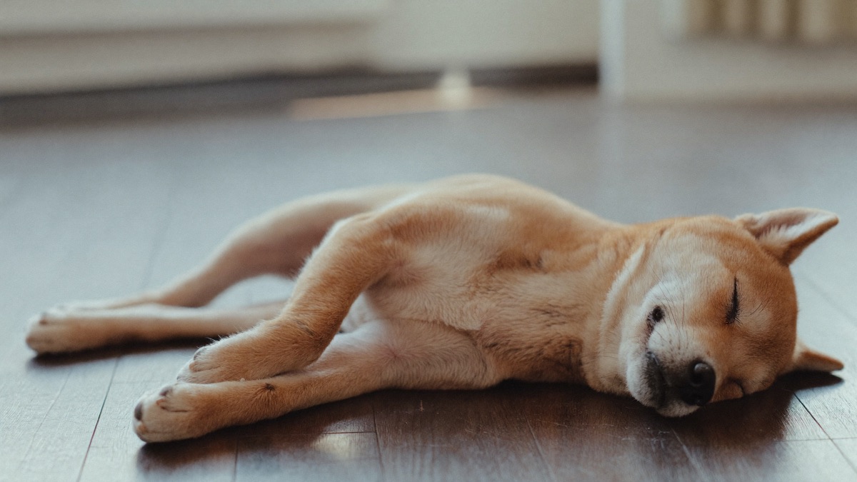 A small senior dog asleep on a cool tile floor at home — the best time to count breaths