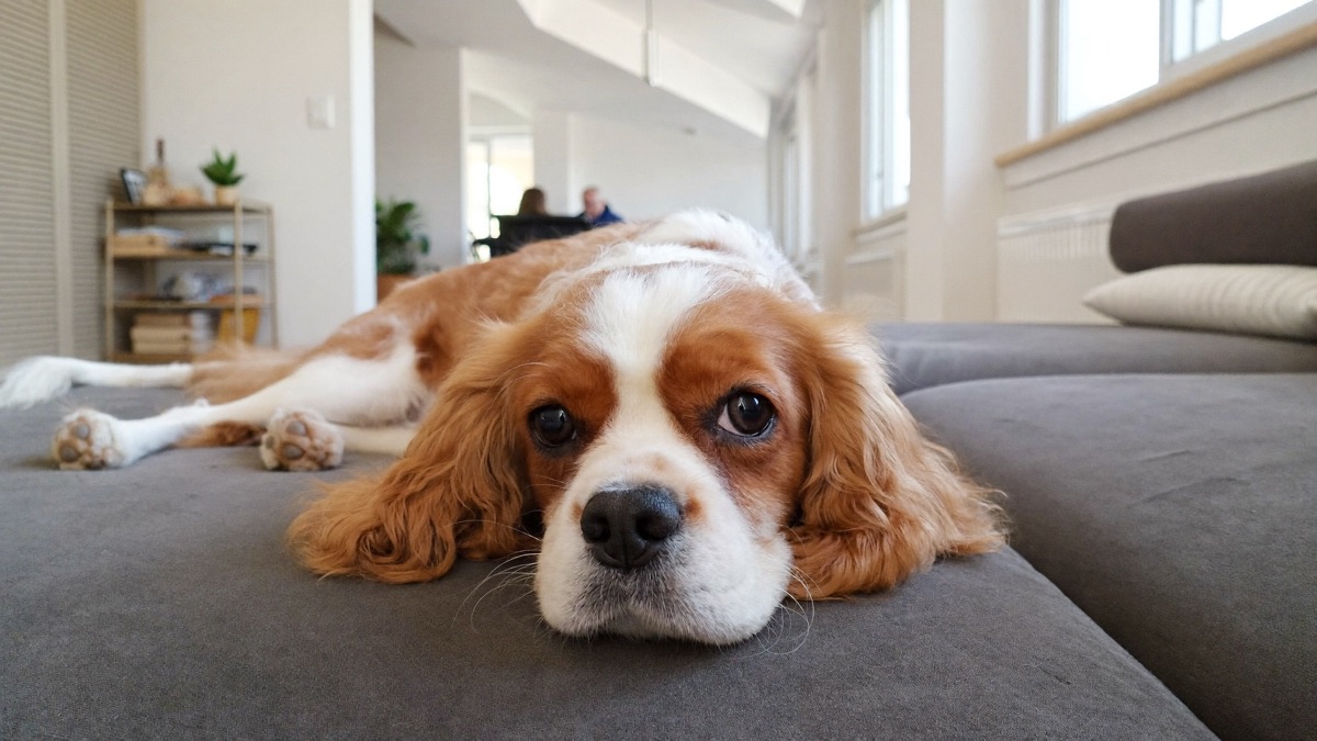 Heart Disease in Dogs: What a Murmur Really Means