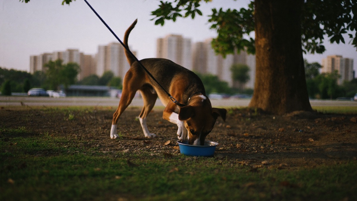 A midday walk in the shade breaks up a long day home alone