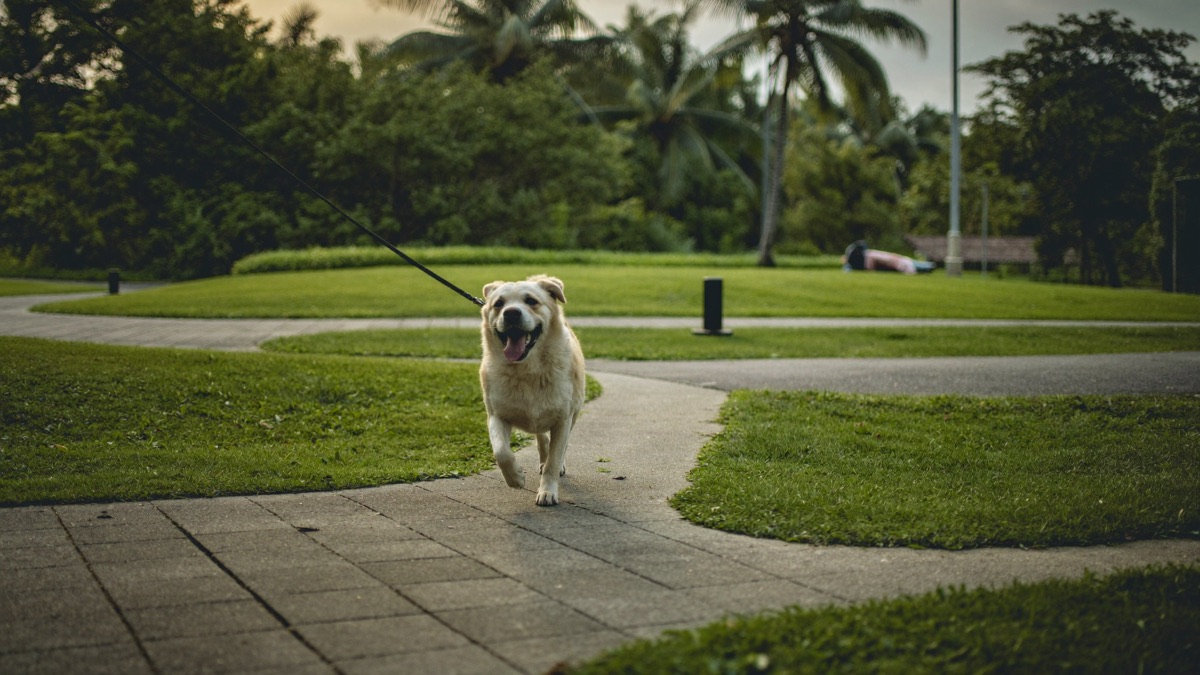 Hiring a Dog Walker in Singapore & Malaysia: Vetting, Prices and Red Flags