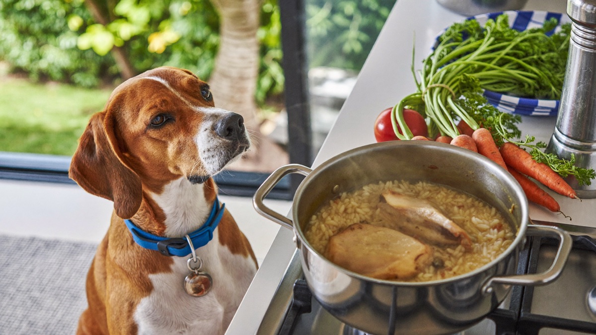 Home Cooked Dog Food: How to Do It Properly (Most Recipes Fail)
