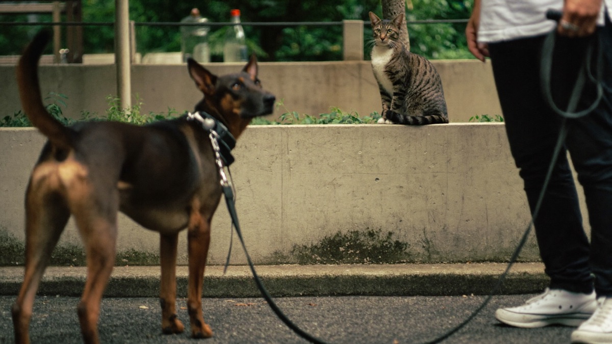 How to Stop a Dog Chasing Cats: Management First, Always