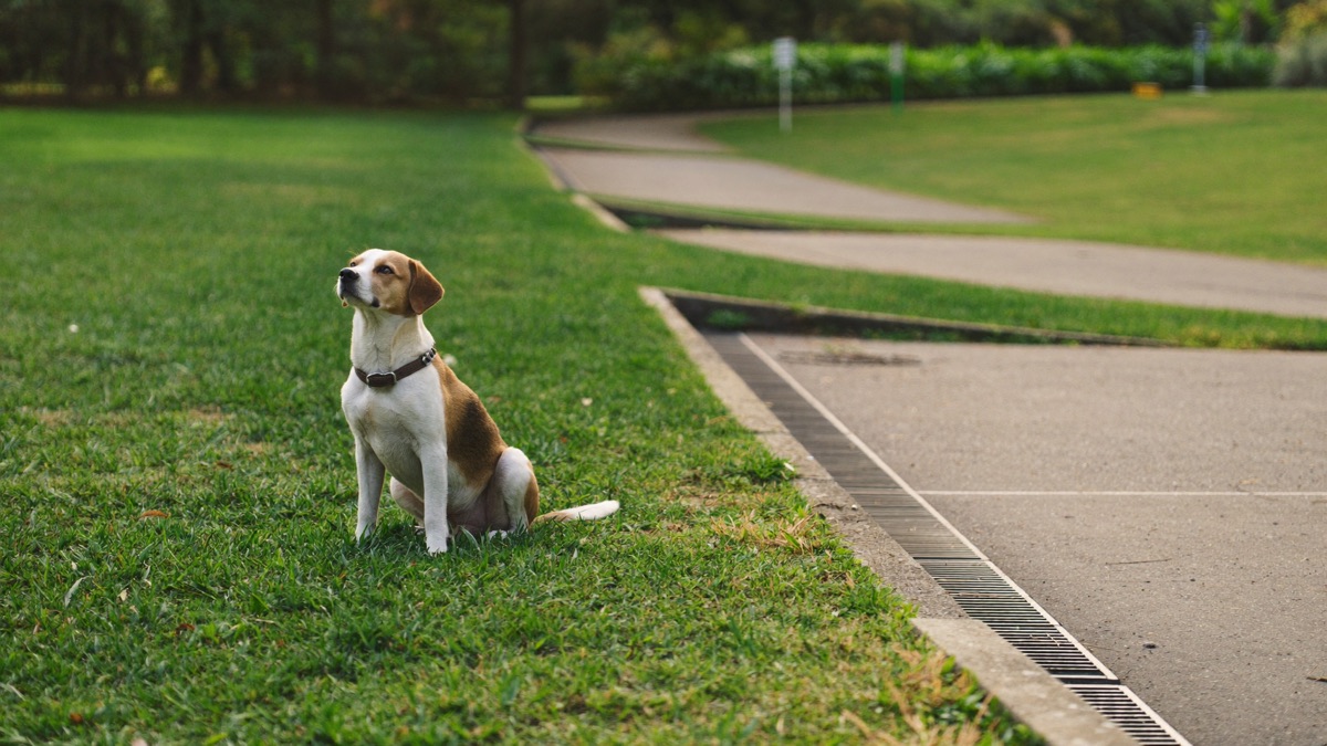 How to Stop a Dog Chasing Joggers, Cyclists and PMDs