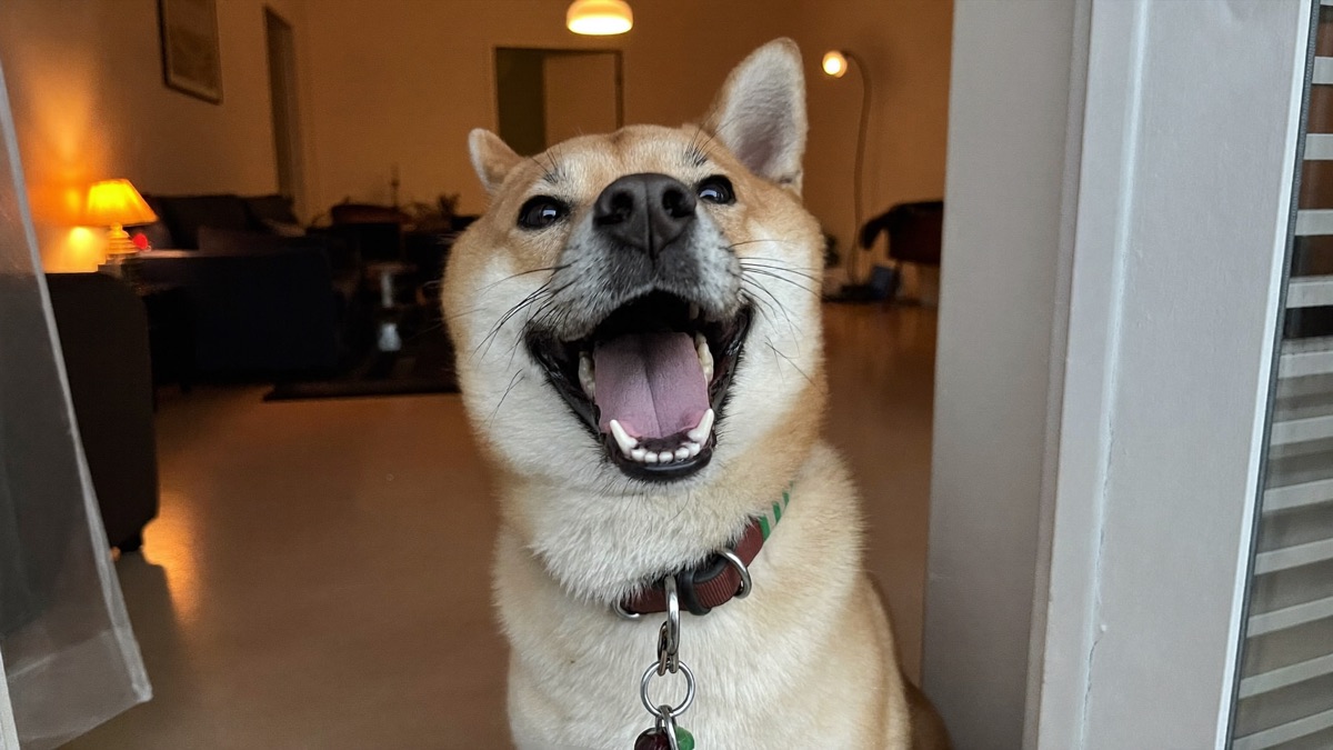 How to Stop Dog Whining: Decode the Whine Before You Fix It