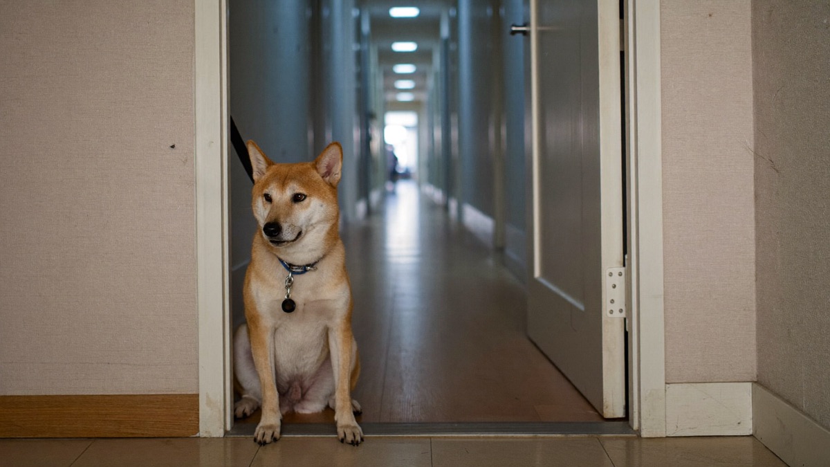 How to Stop Dog Door Dashing: Thresholds, Airlocks and the Rule That Saves Lives