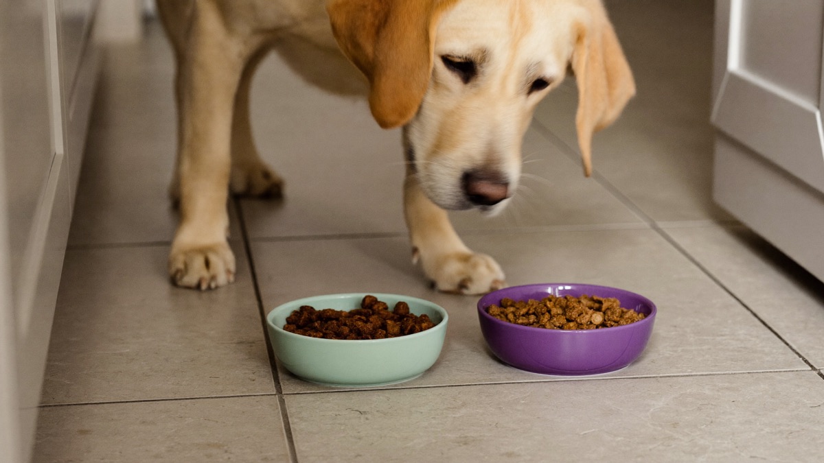 How to Switch Dog Food Without Upsetting Your Dog's Stomach