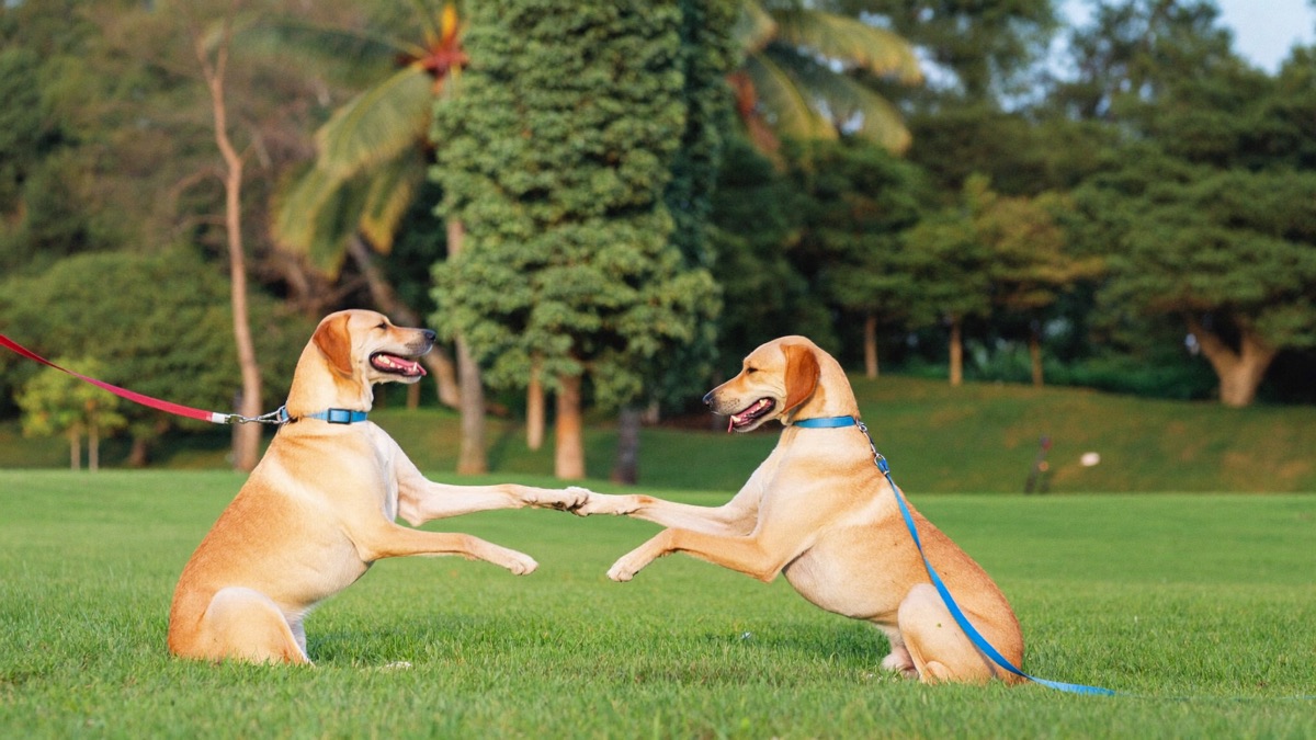 Introducing a Second Dog: Readiness, First Meetings, First Months