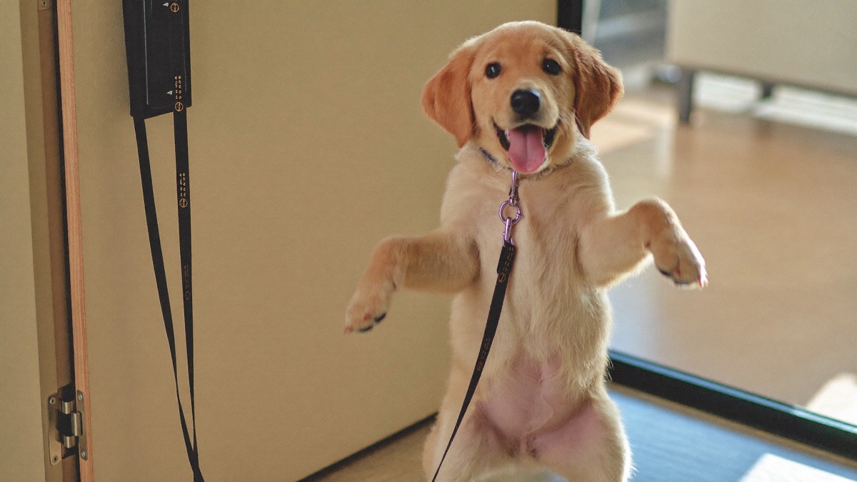 How to Stop a Dog Jumping on People: The Four-on-the-Floor Fix