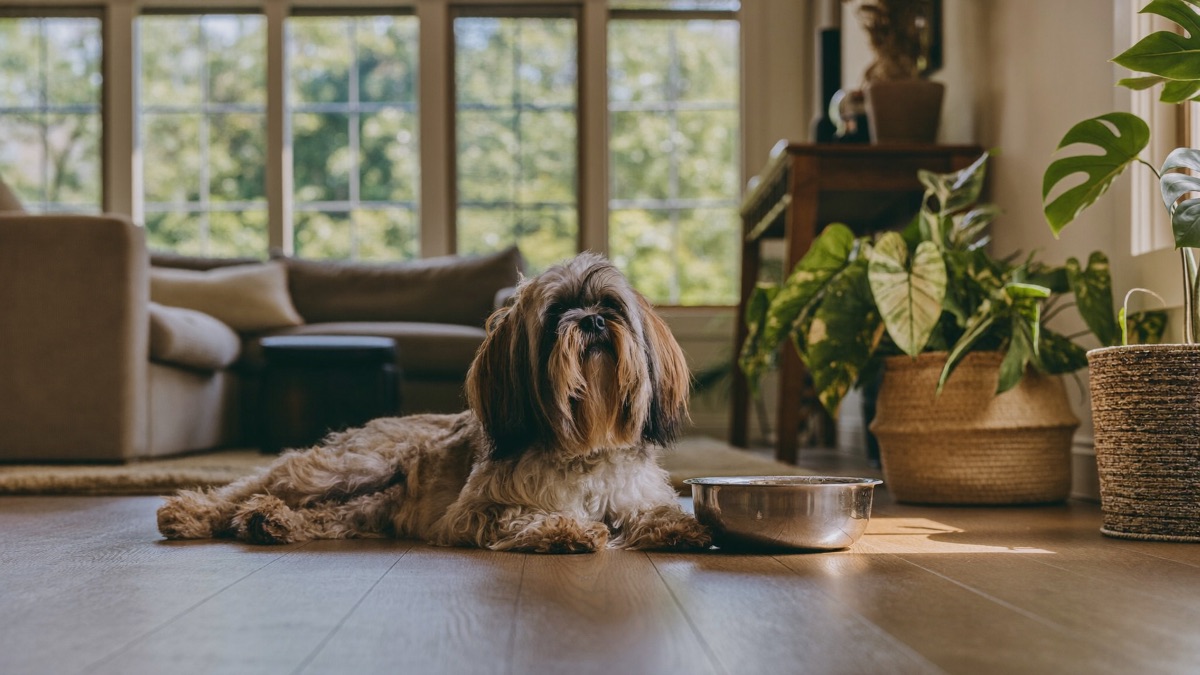 A senior dog at its water bowl at home — the refill rate is the early clue
