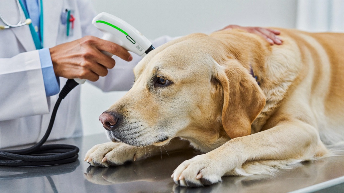 Microchipping Your Dog: The Law in Singapore, the 5-Minute Procedure
