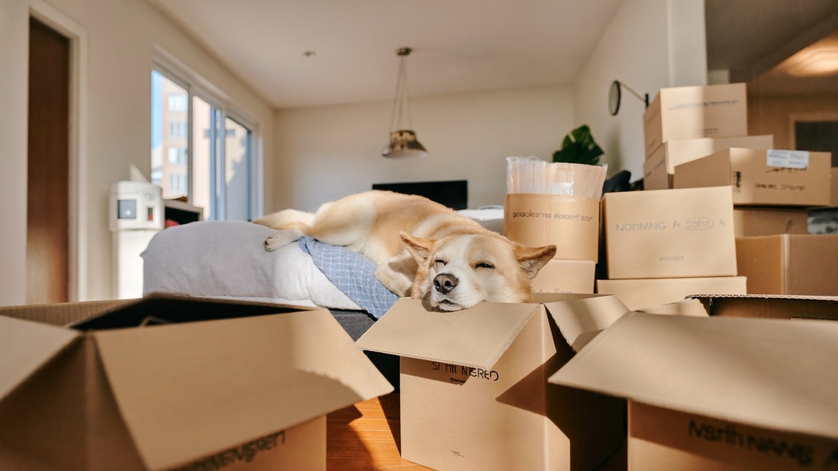 Moving House With a Dog: A Calm-Move Plan for Singapore and JB