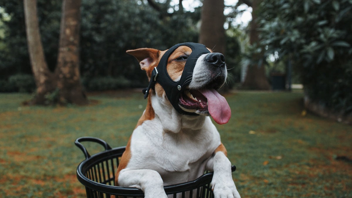 Muzzle Training a Dog: Why Every Dog Should Love Wearing One