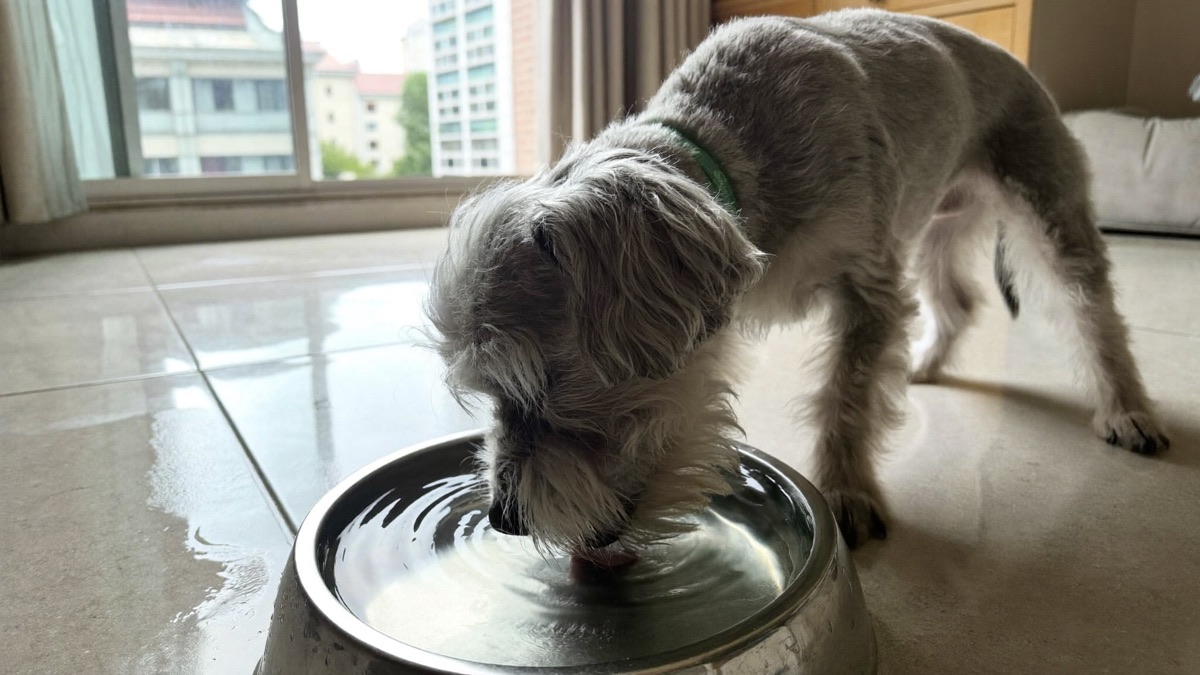 Old Dog Drinking a Lot of Water? What Increased Thirst Really Means