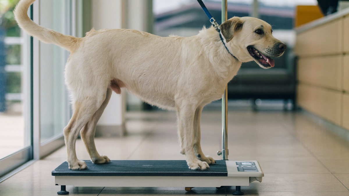 Old Dog Losing Weight? Why It's Never Just Age