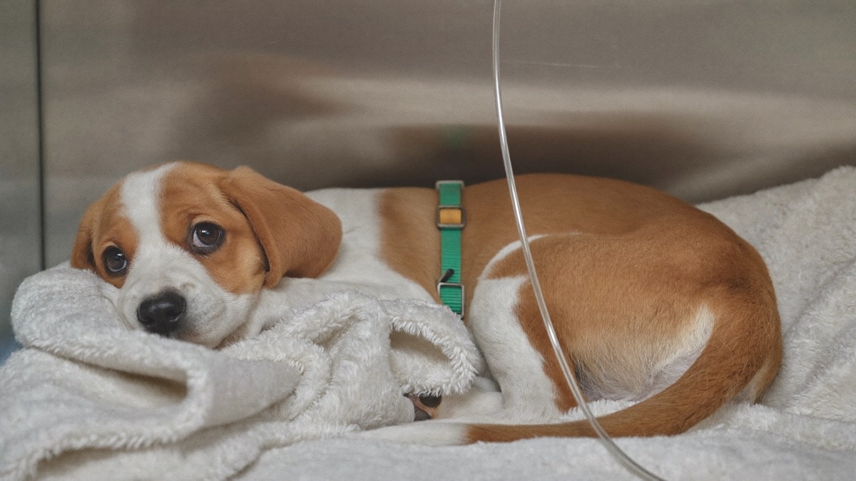Parvovirus in Dogs: The Killer the Puppy Vaccine Exists For