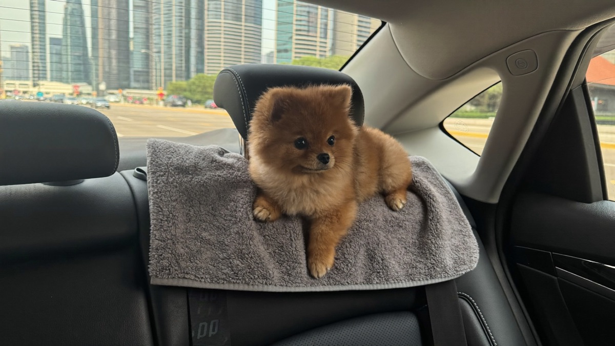 Pet Taxi Singapore: Getting Around With a Dog When You Don't Drive