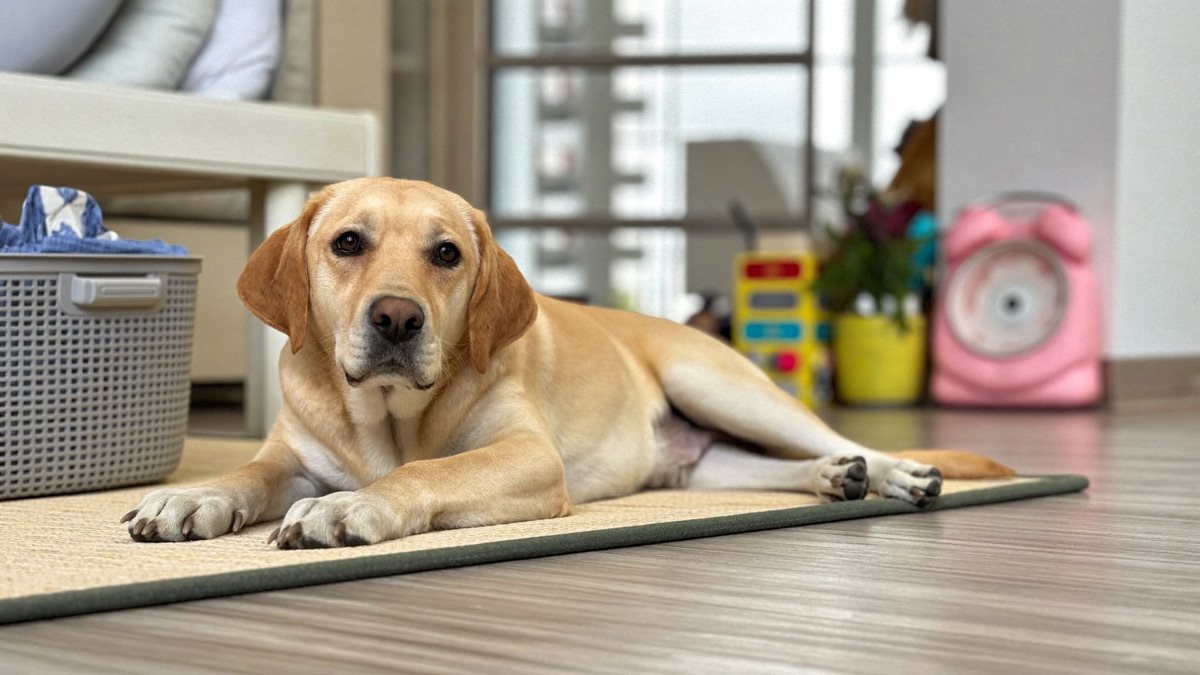 Preparing Your Dog for a New Baby: The Nine-Month Head Start