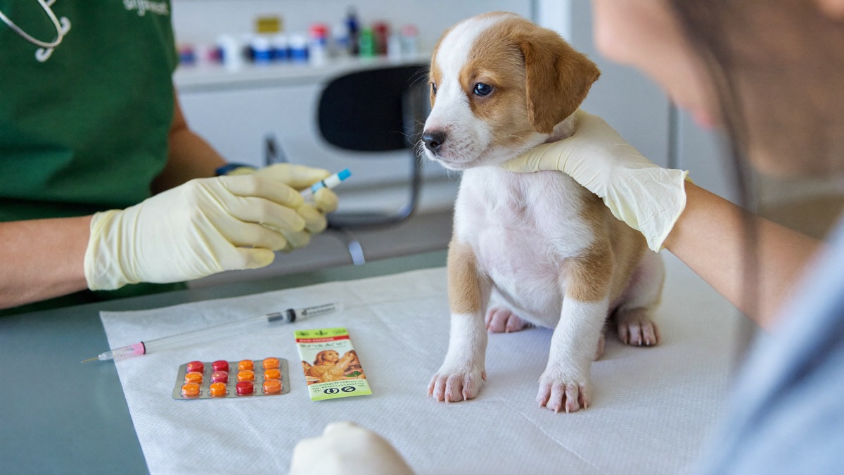 Puppy Deworming Schedule: Every 2 Weeks Until 12 Weeks, Then What?