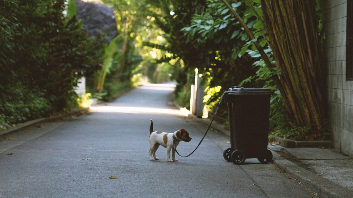 Let the puppy set the distance and pace — a loose leash and a calm handler do most of the work