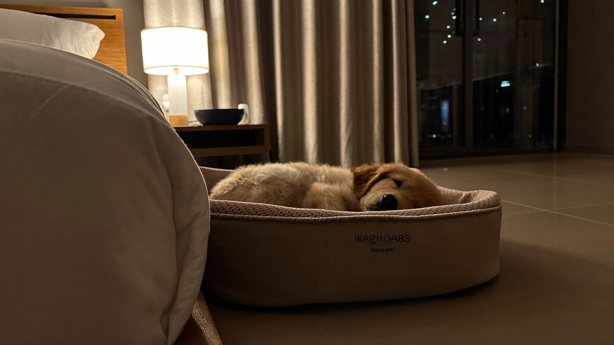 Puppy's First Night Home: How to Survive Night One