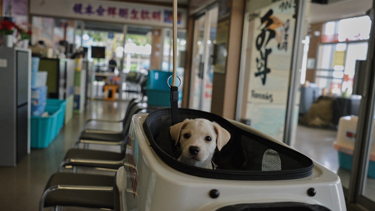 Waiting room at a neighbourhood vet clinic — carriers keep unvaccinated puppies off the floor