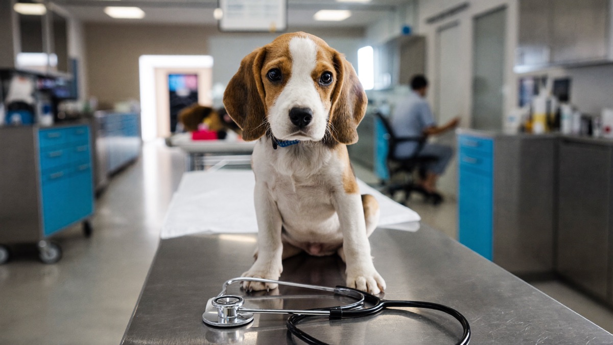 Puppy's First Vet Visit: What Happens, What to Bring, What It Costs