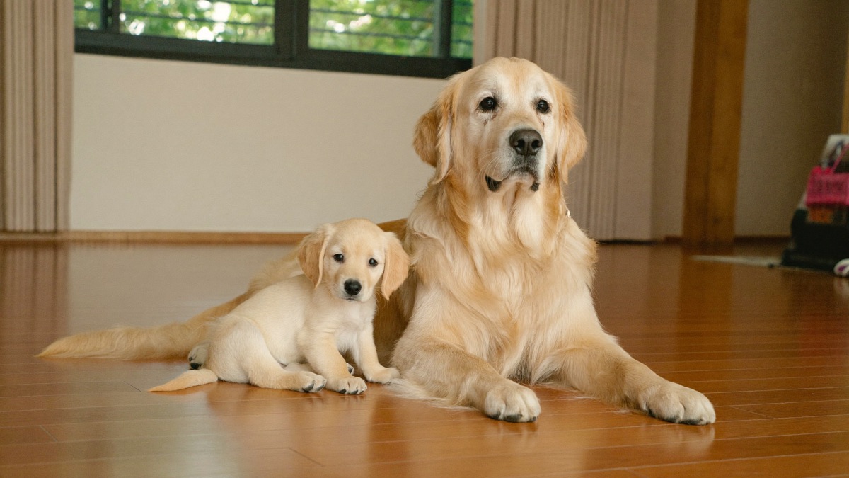 Puppy Growth Stages: From Newborn to Adult Dog