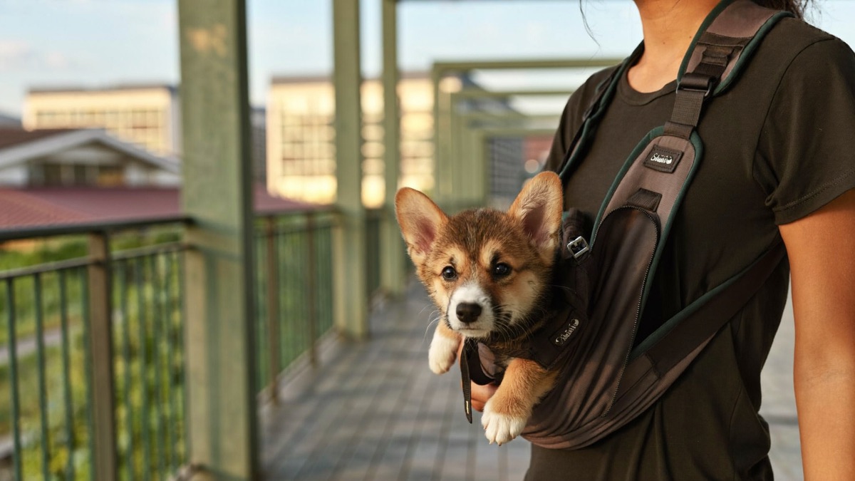 Puppy Socialisation: The 3–14 Week Window You Can't Get Back
