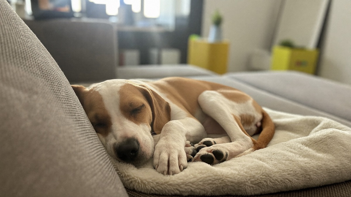 Puppy Vaccine Side Effects: Normal Reactions vs Emergencies