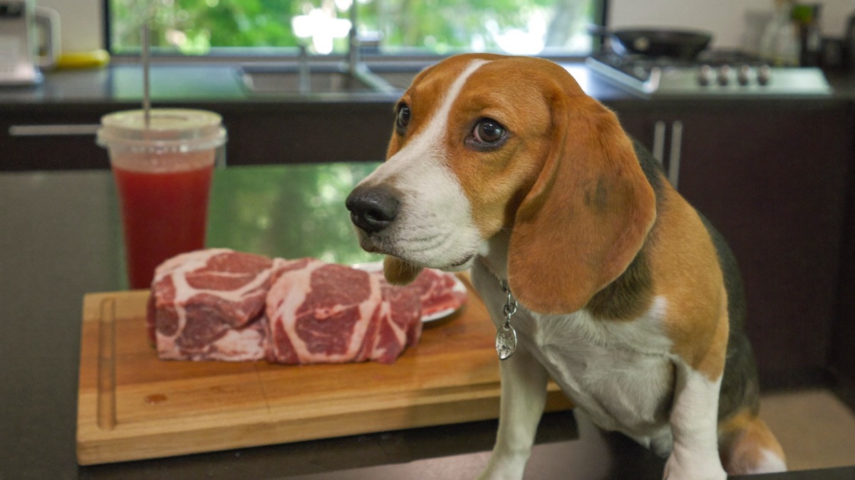 Raw Dog Food Diet: An Honest Look at the Evidence and the Risks
