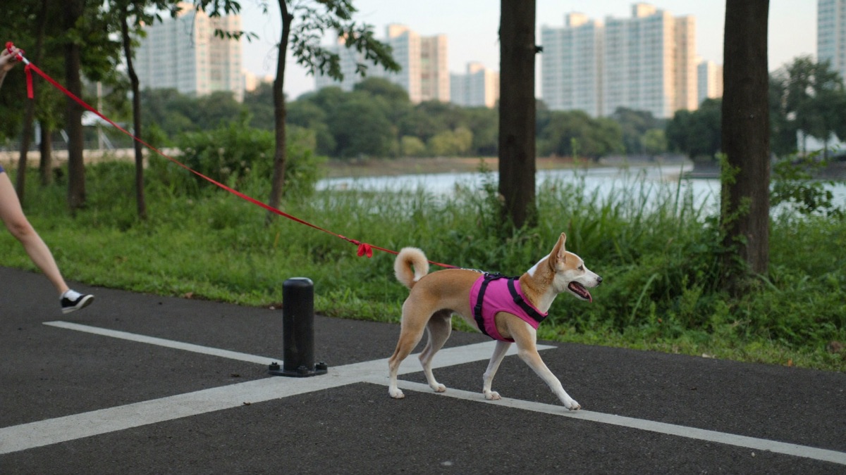 Long-line practice on a park connector — legal distance, real distractions