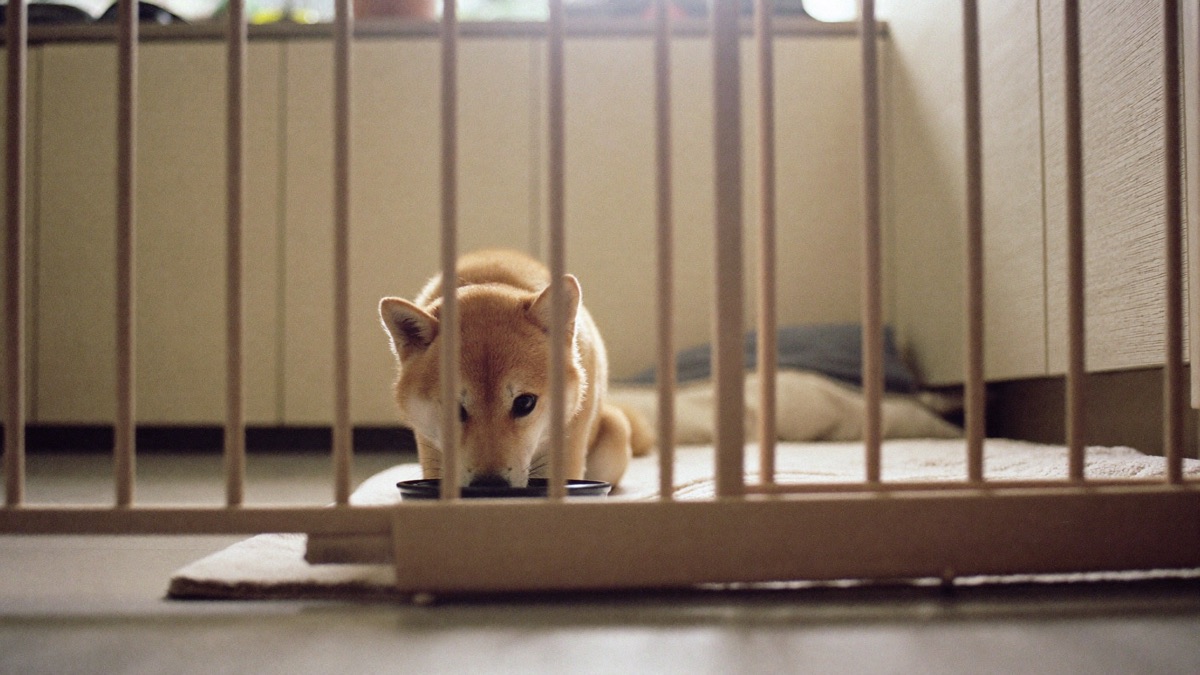 Meal times in a busy flat: dogs eat best with space and a predictable routine