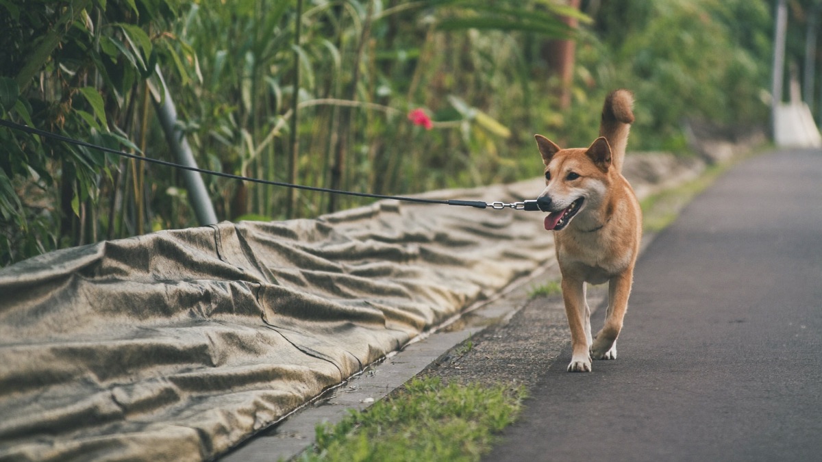 Short leashes near drains and verges are the simplest snake-bite prevention on daily walks