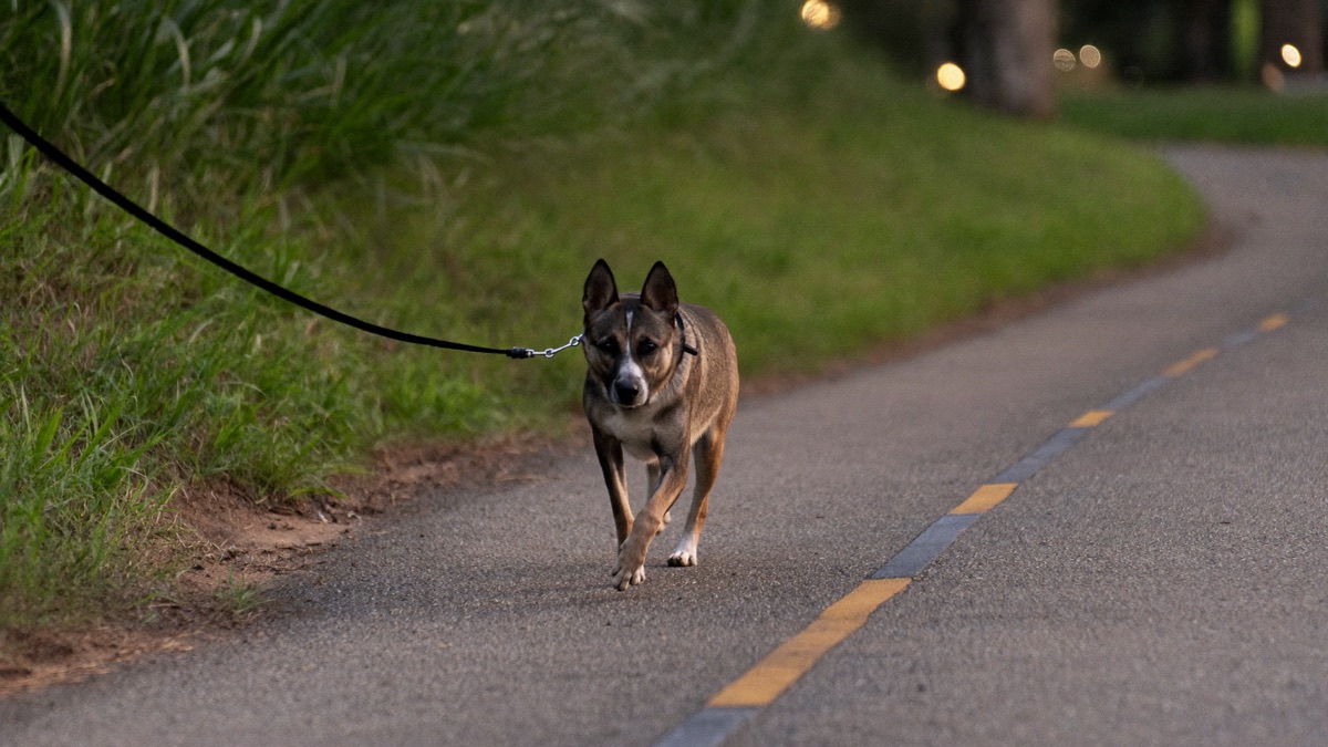 Snake Bites in Dogs: Prevention and Emergency First Aid