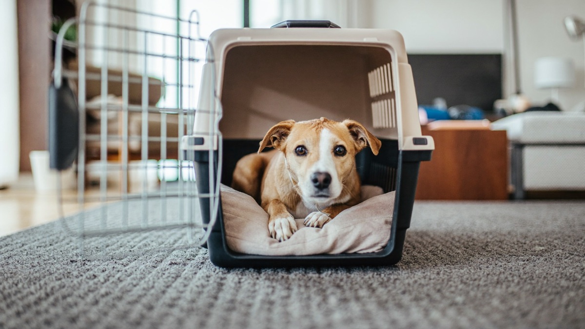 Weeks of crate naps at home make flight day a non-event