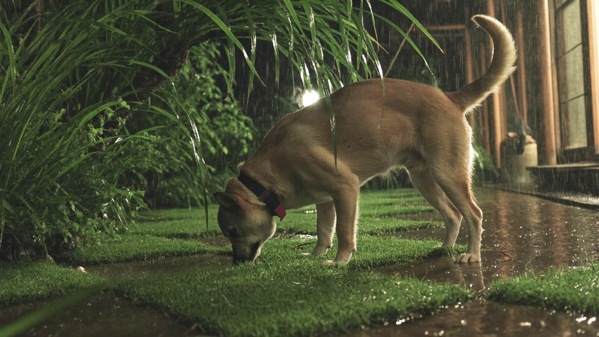 Toad Poisoning in Dogs: Foaming Mouth First Aid That Saves Lives