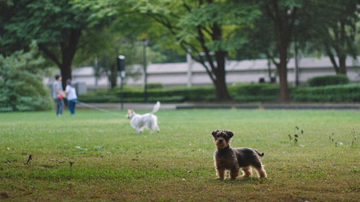 What Is Flooding in Dog Training? Why 'He'll Get Used to It' Backfires
