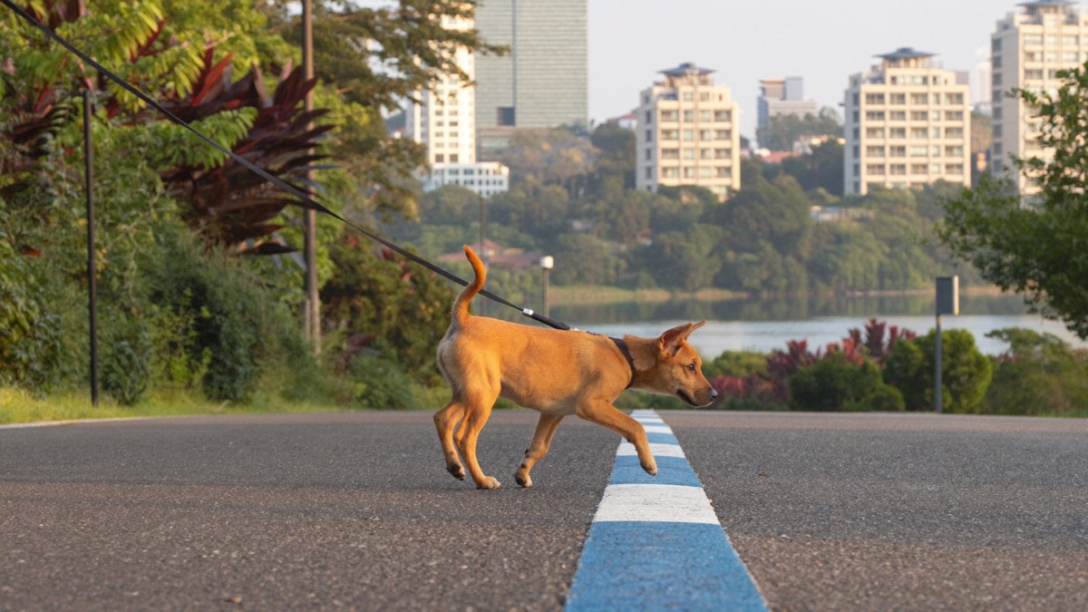 From arms to pavement: a puppy's territory expands with each vaccine dose