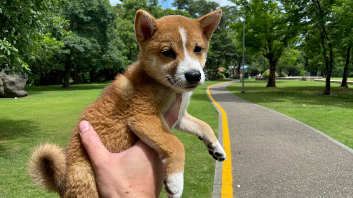 When Can My Puppy Go Outside? The Honest, Unpanicked Answer