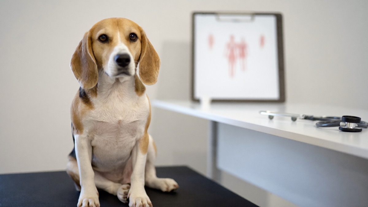 When to See a Veterinary Behaviourist: The Escalation Guide
