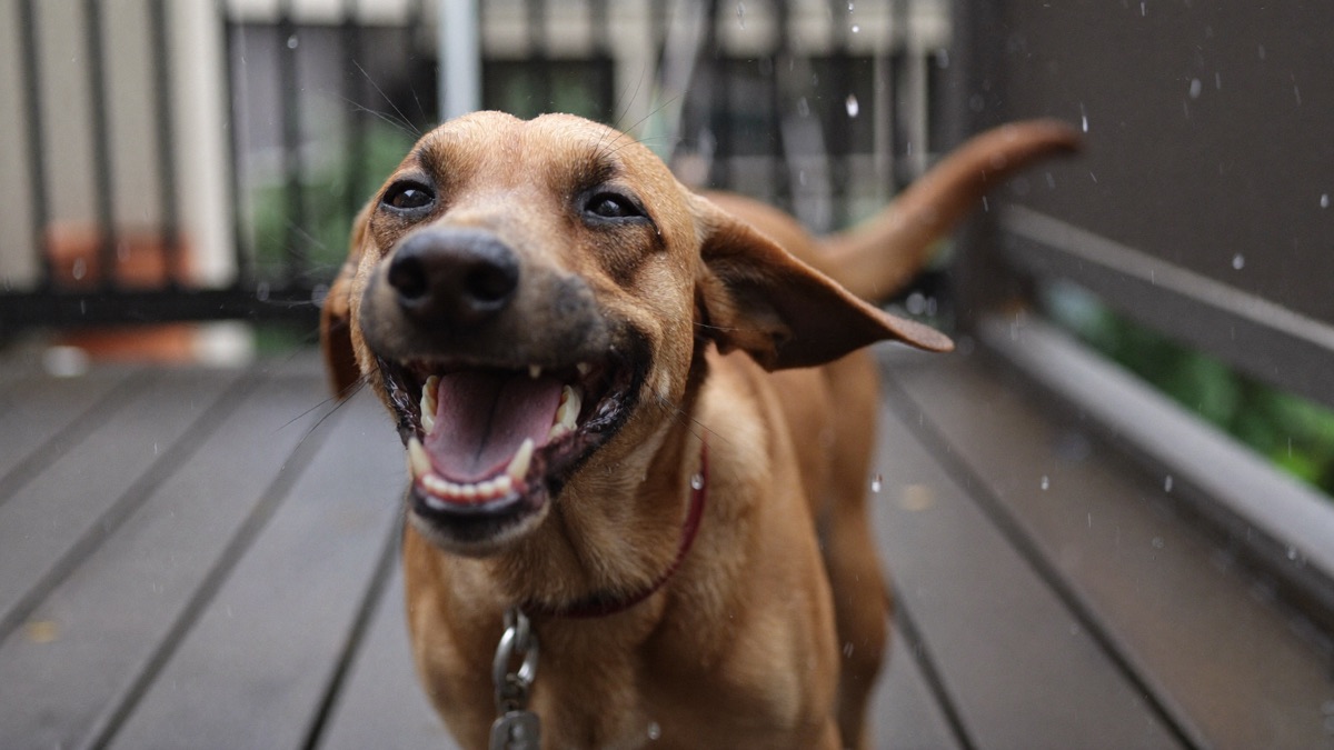Why Does My Dog Smell? A Decoder for Every Dog Odour