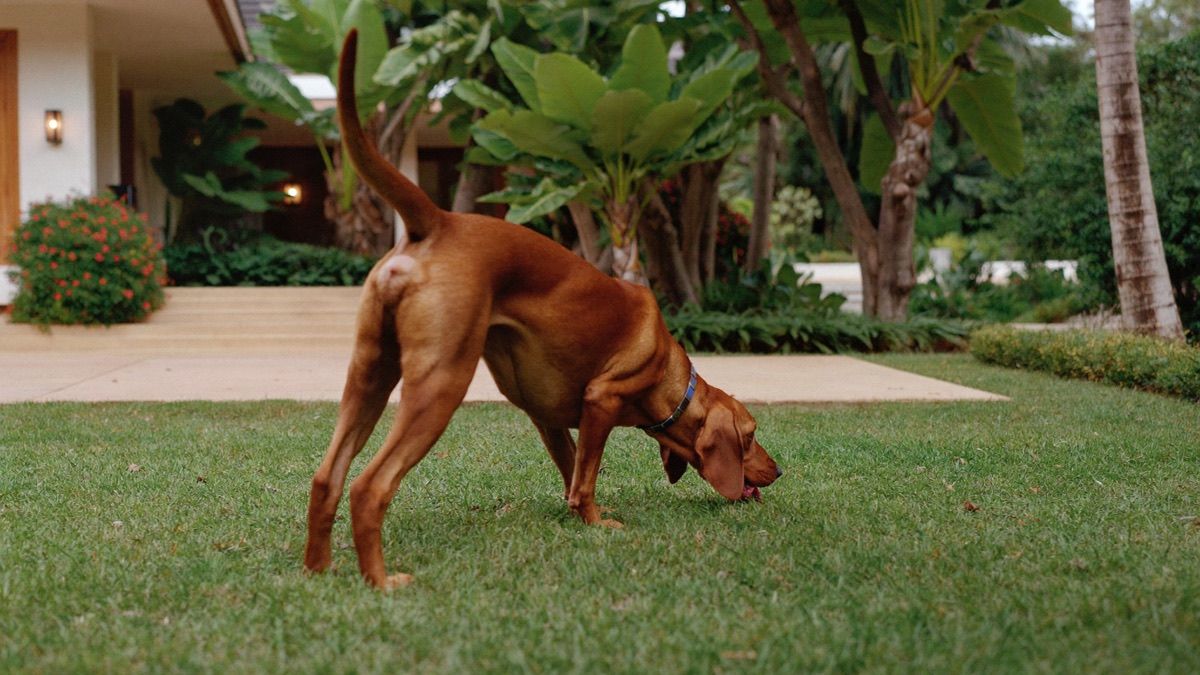 A bloodhound out and about in Singapore