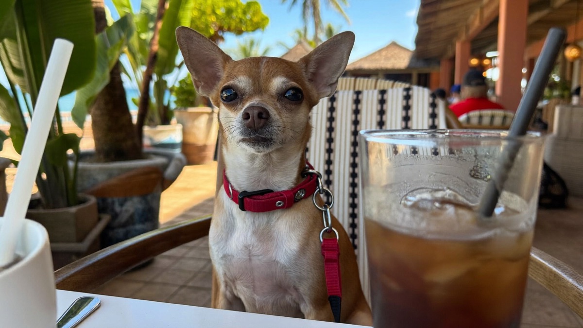 A chihuahua out and about in Singapore