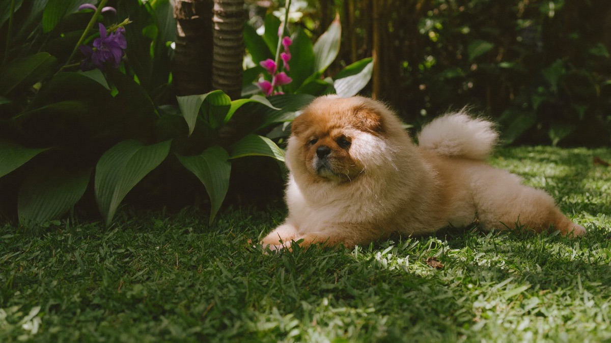 A chow chow out and about in Singapore