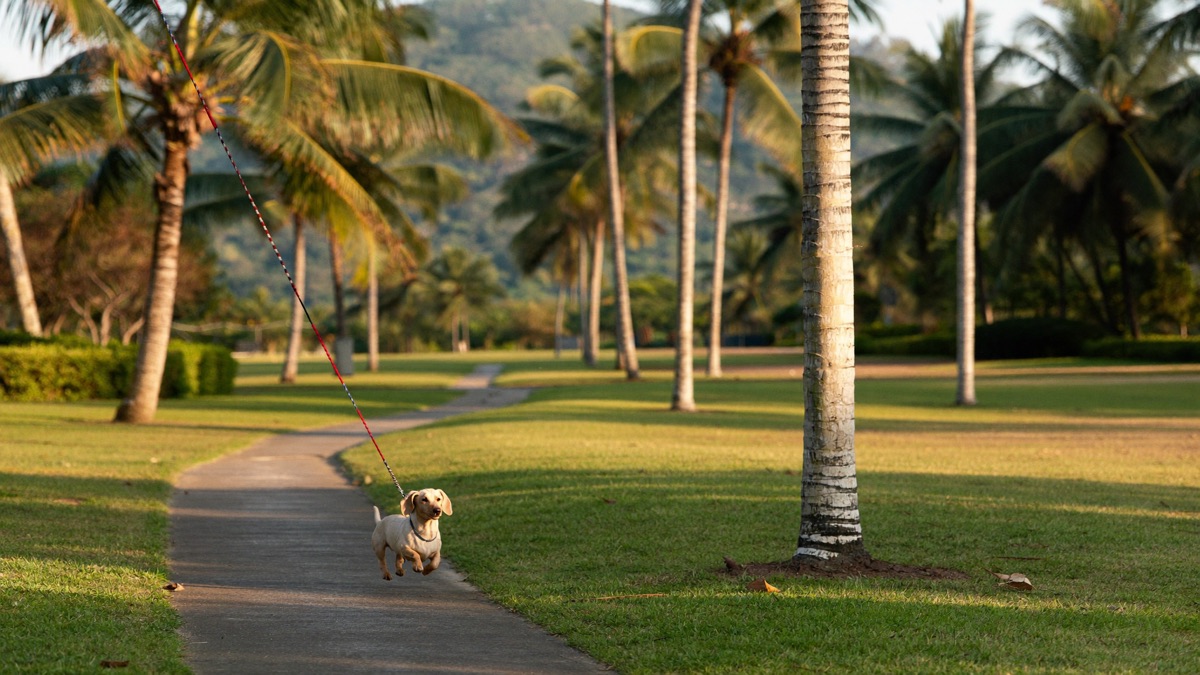 A dachshund out and about in Singapore