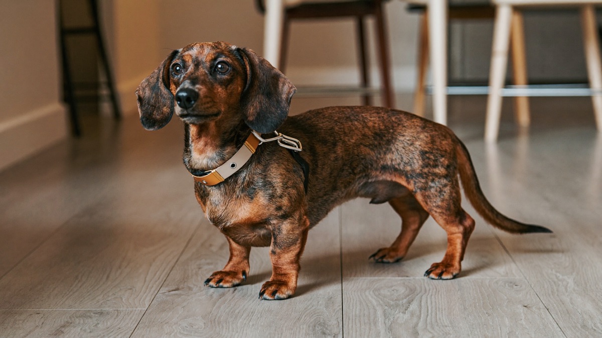 Dachshund (Sausage Dog): Breed Guide, IVDD, and Apartment Life
